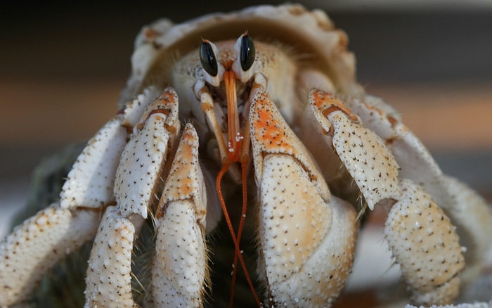 Alıngan Bildiğiniz Yengeç Burcunun Aslında Duygusal Bir Şantajcı Olduğunun 17 Kanıtı