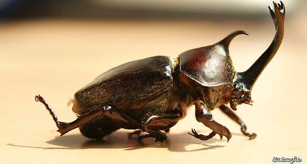 1. Gergedan böcekleri “Scarabaeidae” familyasının “Dynastinae” alt familyasına ait bir böcek türüdür.