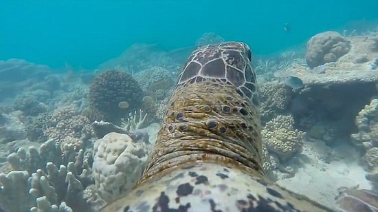 Deniz Kaplumbağasının Gözünden Harika Su Altı Görüntüleri