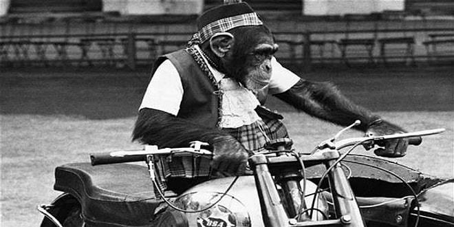 Evrim Teorisinin Adeta İspatı Olan 23 Primat