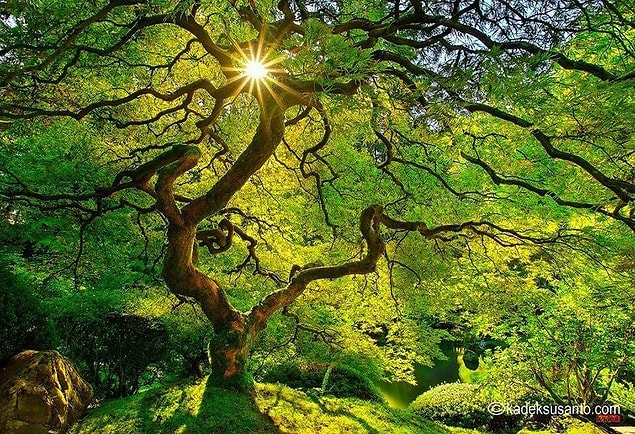 4. Japon Akçaağacı