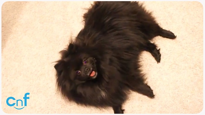 Ölü Takliti Yapan Sevimli Köpek Terrible