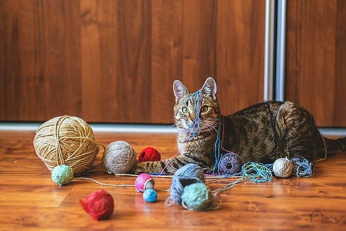 Engellerine ve Hastalıklarına Meydan Okuyup Hayata Sıkı Sıkıya Tutunan Sevimli ve Cesur Yürekli Kediler