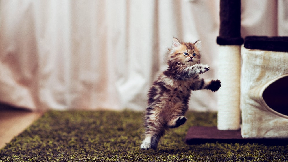 Çılgınlar Gibi Dans Eden ve Durdurulmaması Gereken 17 Kedi