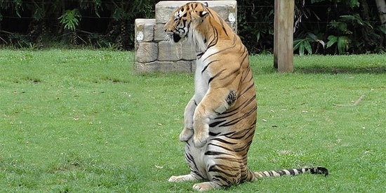 Tarlası Yanmış Köylü Gibi Dertli Oturan Kaplana Yapılmış 21 Komik Monte