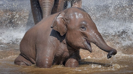 Sevimli Bebek Fillerin Banyo Keyfi