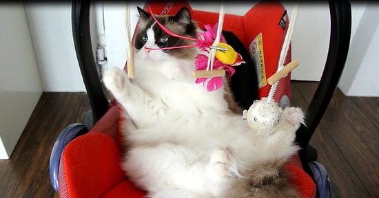 Kedilerde İstedikleri Zaman Bir Bebek Gibi Davranabilirler