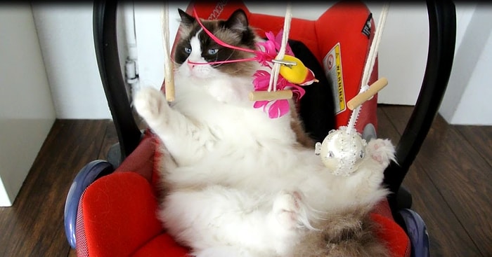 Kedilerde İstedikleri Zaman Bir Bebek Gibi Davranabilirler