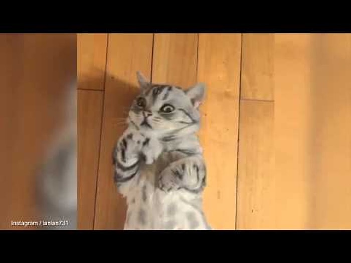 Dünyanın En Ünlü Üzgün Kedisi  Luhu