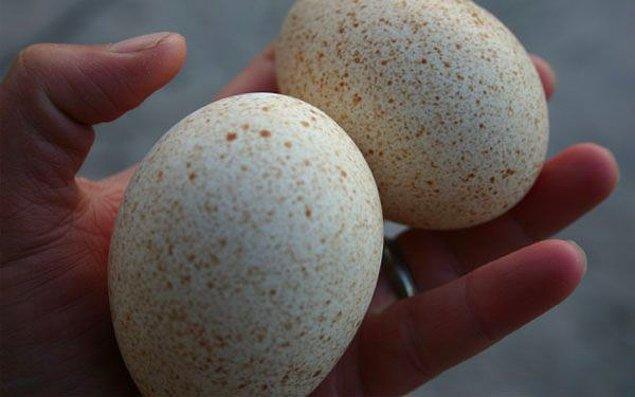 12. Hindiler de yumurtlar ancak hindi yumurtası genelde marketlerde bulunmaz. Aslında hindi yumurtasının tavuk yumurtasından farkı yoktur. Fakat tavuklar günde 1 kez, hindilerse haftada 2 kez yumurtlar.