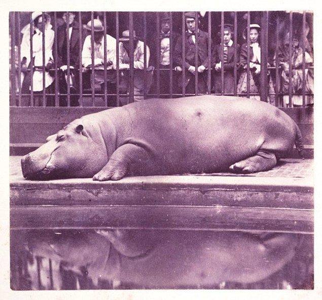 10.  Hayvanat Bahçesindeki Hipopotam - Juan Carlos Maria Isidro (1852)