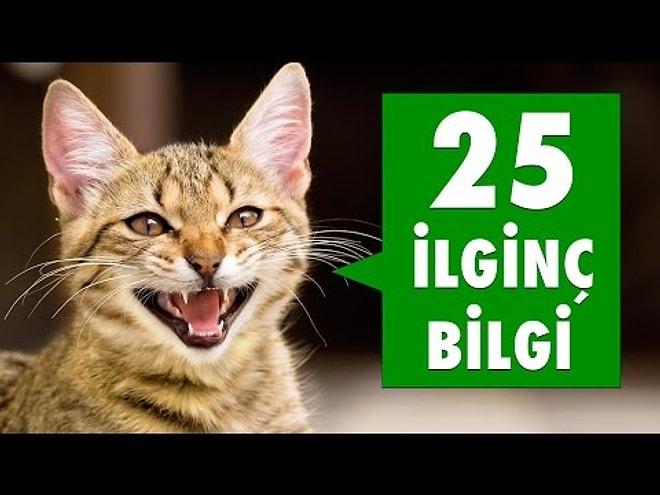 Kediler İle İlgili 25 İlginç Bilgi