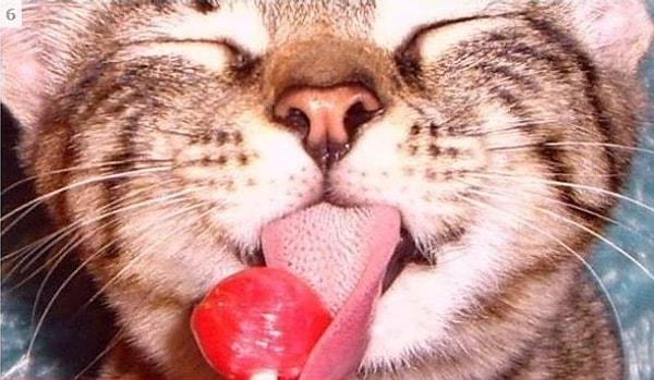 7. Kediler tatlı tadı alamaz. Yani hoşlarına gider diye boşuna şeker vermeyin.