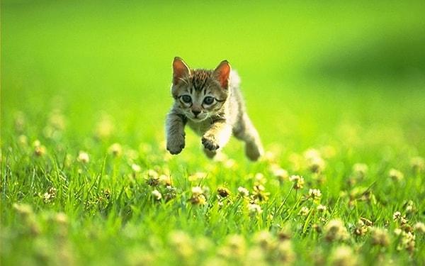20. Kediler saatte 49 kilometre hızla koşabilir.