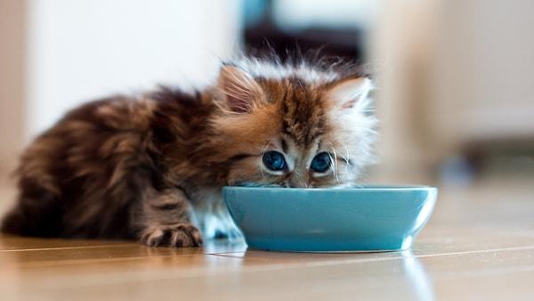15. Buna şaşıracaksınız: Kedilerin süte alerjisi vardır. Yani yaygın alışkanlığın aksine, onlara süt vermemek gerekir.
