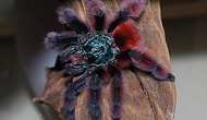 Tarantula Dünyasına Ufak Bir Gezinti