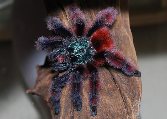 Tarantula Dünyasına Ufak Bir Gezinti