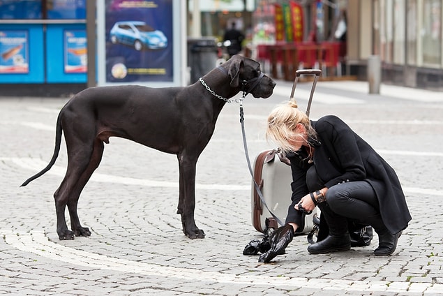 5. Köpeği olan kadınlar titizdir. Bakmayın siz öyle evlerinin tüyden geçilmediği laflarına. Biraz dağınık olabilirler ama kesinlikle temizdirler.