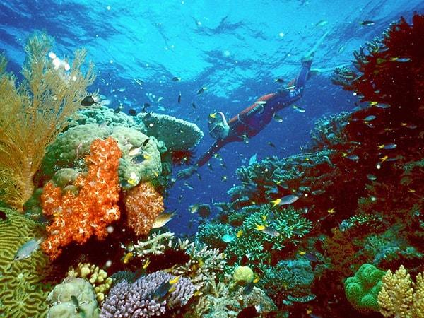 21. Mercan Denizi'nin derin sularına dalarak Büyük Set Resifi'ni görmek mümkün.