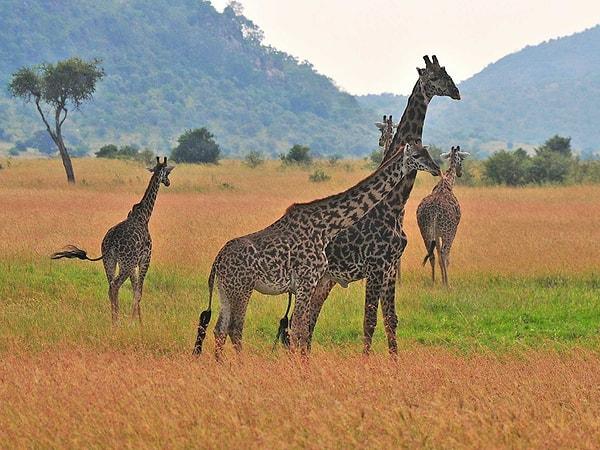 32. Kenya'da vahşi doğaya daha yakından bakın.