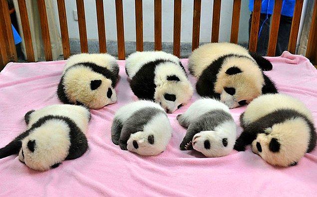 Pandaların uyudukları yer