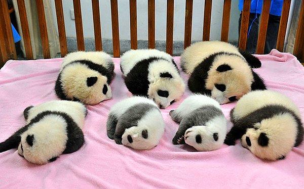 Pandaların uyudukları yer