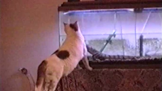 Kedilerin Korku Dolu Anları