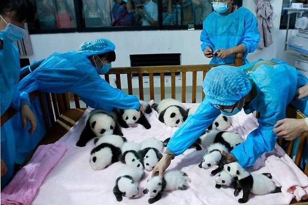 Çin, pandaları "milli hayvan" olarak kabul ediyor
