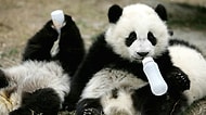 Sevimli Olduğu Kadar Tebrik Edilesi Bir Girişim: Panda Bakım Evi