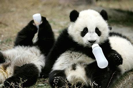 Dev Pandalar, Nesli Tükenmekte Olan Hayvanlar Listesinden Çıkarıldı!