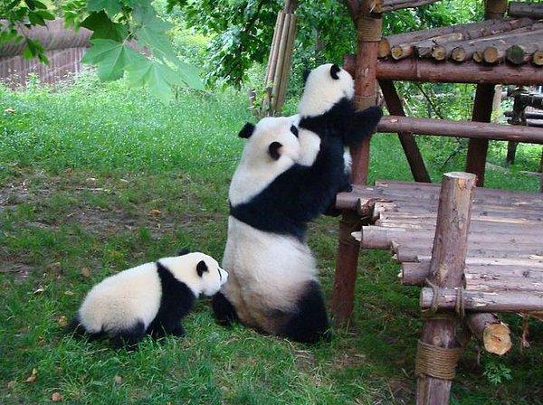 Pandalar burada aynı zamanda sosyalleşiyorlar :)
