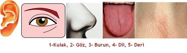 8. İnsanda 5 duyu yoktur.