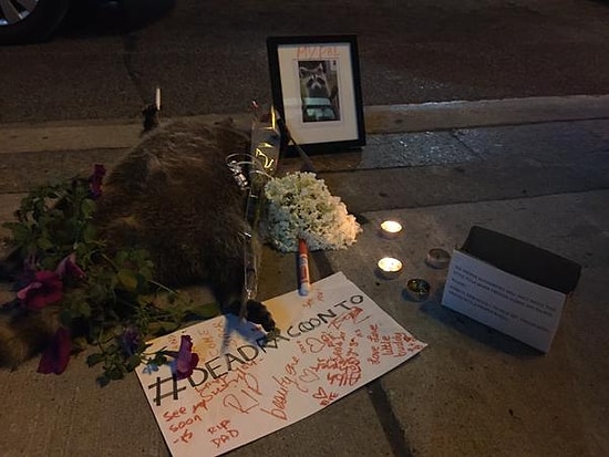 12 Saat Boyunca Ölüsü Kaldırılmayan Rakuna Adeta Bir Cenaze Töreni Düzenleyen Toronto Halkı