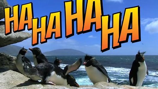 Penguenlerin Birbirinden Komik Şapşik Kazaları