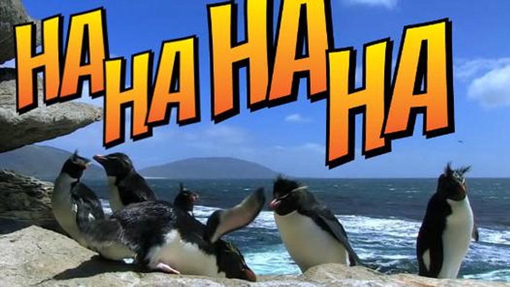 Penguenlerin Birbirinden Komik Şapşik Kazaları