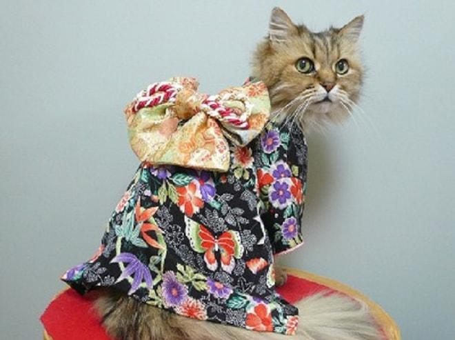 Japonların Yeni Tutkusu Kimono Giyen Kediler