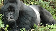 Gorillerin Günlük Olaylara Tıpkı Bizim Gibi Tepkiler Verdiklerinin 15 Kanıtı