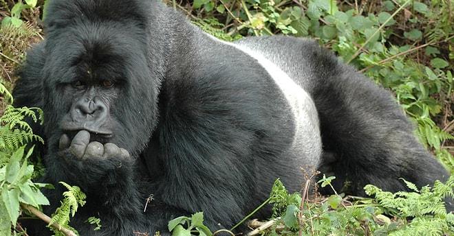 Gorillerin Günlük Olaylara Tıpkı Bizim Gibi Tepkiler Verdiklerinin 15 Kanıtı