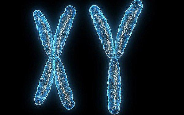 5 milyon yıl sonra – Y kromozomunun ölüyor olması nedeniyle erkek nüfusu tükenecek.