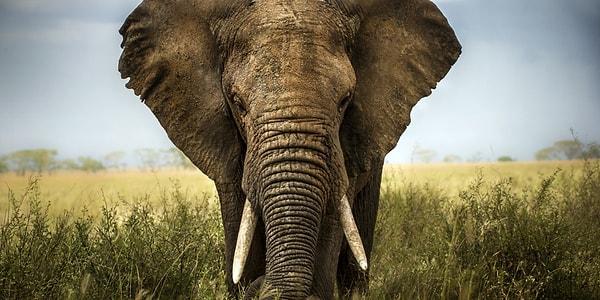 5. Sürüden bir fil öldüğünde uzunca bir süre yas tuttukları gözlemlenmiştir.
