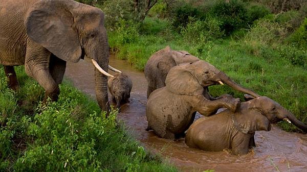7. Bir fil hortumunda, yaklaşık olarak 50 bin adet kas bulunur.