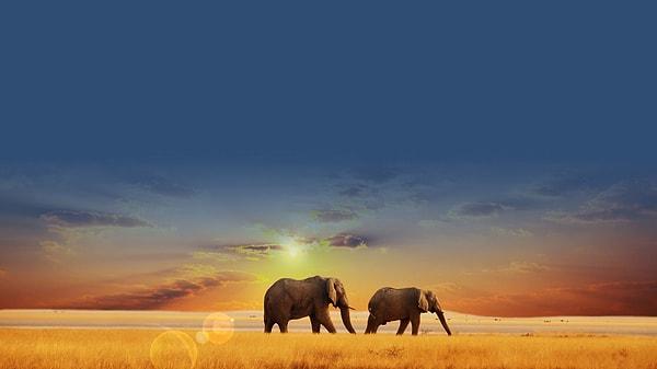9. Filler ayakta uyurlar ancak yakalanmış veya sirkte çalıştırılan filler bir süre sonra insanlar gibi yatarak uyumayı öğrenirler.