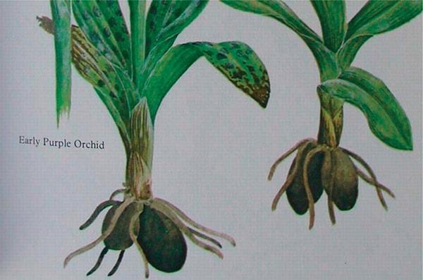 8. Orkide çiçeğinin adı Yunanca'da testis anlamı taşıyan "orchis" sözcüğünden geliyor.