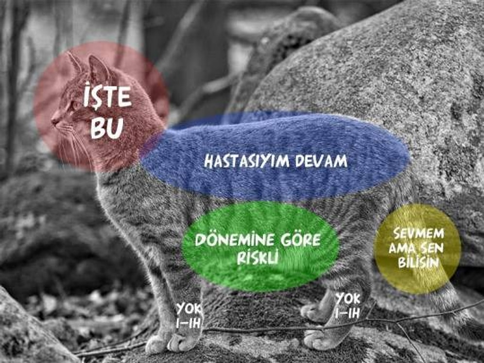 Hayvanları Nasıl ve Neresinden Sevmemiz Gerektiğini Renklerle Anlatan 8 İnfografik