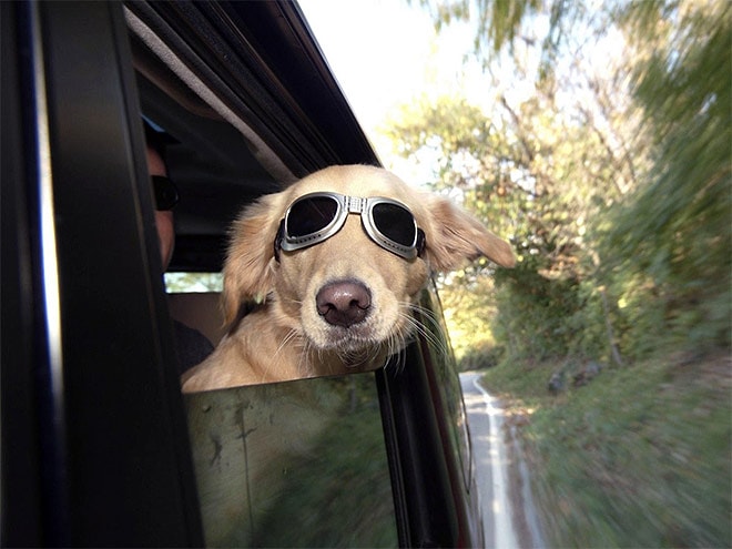 Camdan Kafa Çıkarmalı Püfür Püfür Araba Yolculuğunun Hastası 18 Köpek