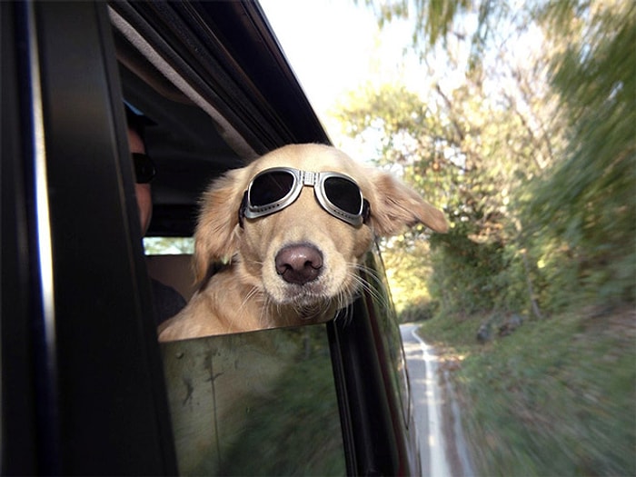 Camdan Kafa Çıkarmalı Püfür Püfür Araba Yolculuğunun Hastası 18 Köpek