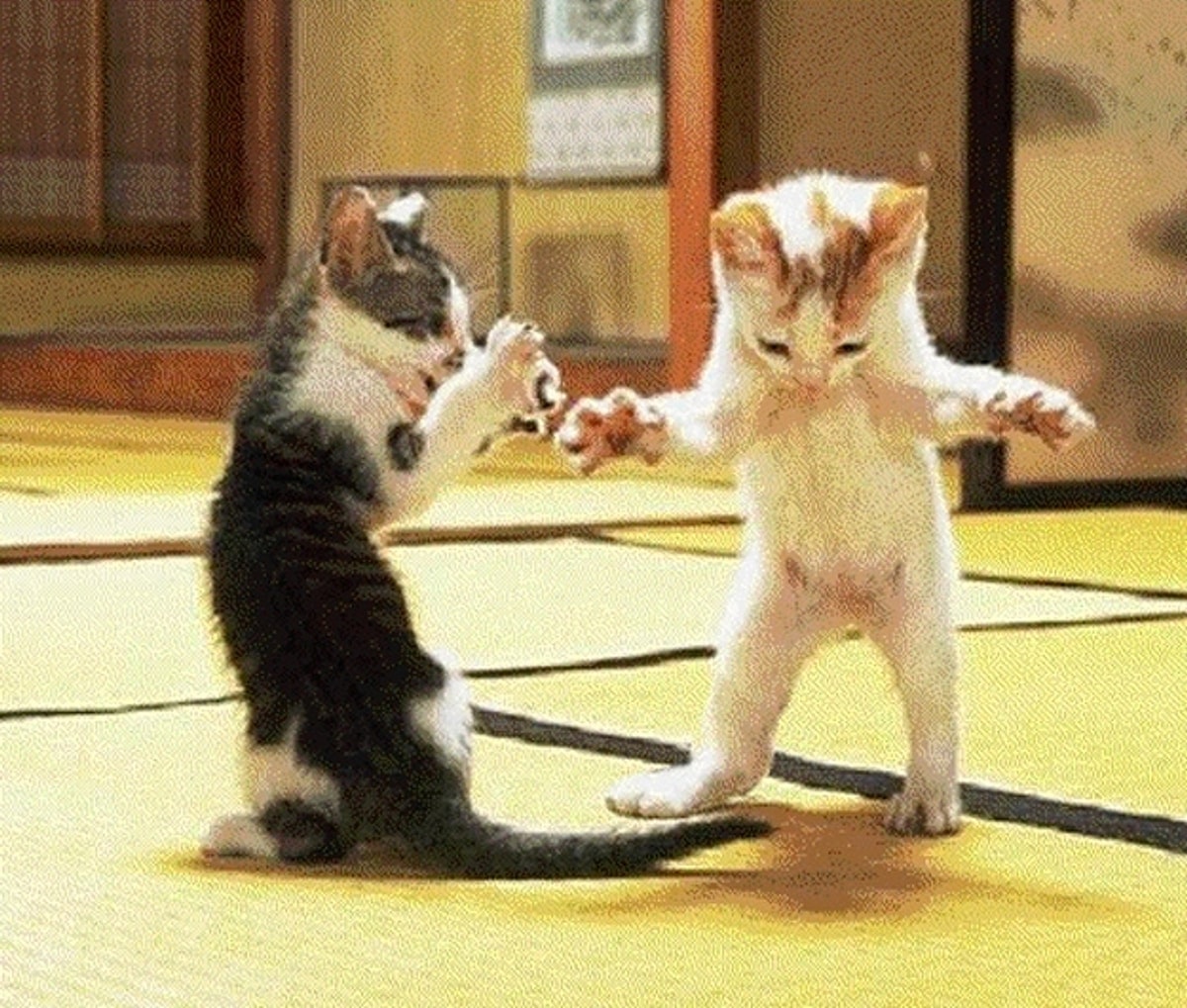 Cat dancer. Котенок танцует. Танцующие коты. Танцующая кошка. Кот пляшет.