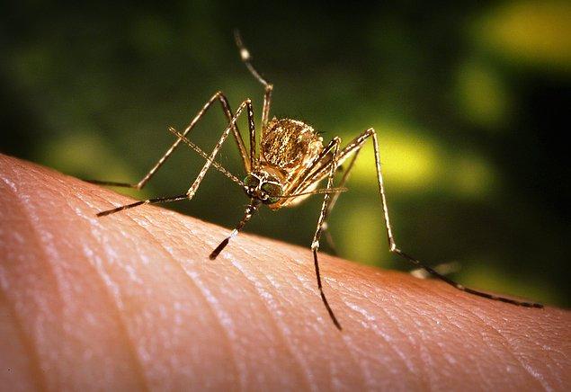 Çalışmaya göre sivrisinekler 10 ila 50 metre uzaklıktan karbondioksit kokusunu alıyor.
