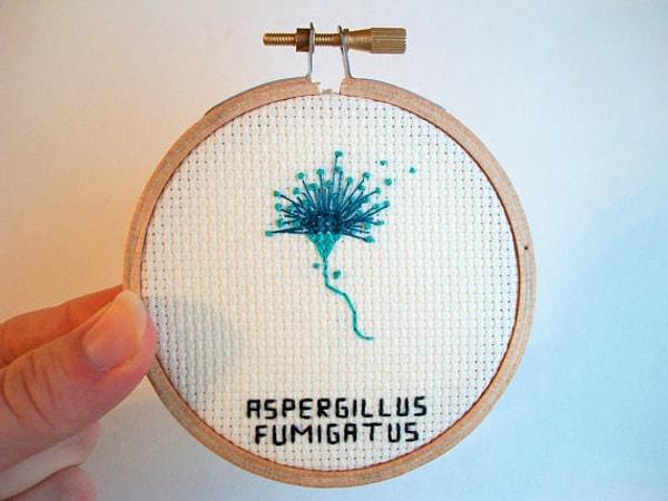 6. Aspergillus Fumigatus - 200 çeşit küf mantarından biri, bağışıklık sistemine zararlı