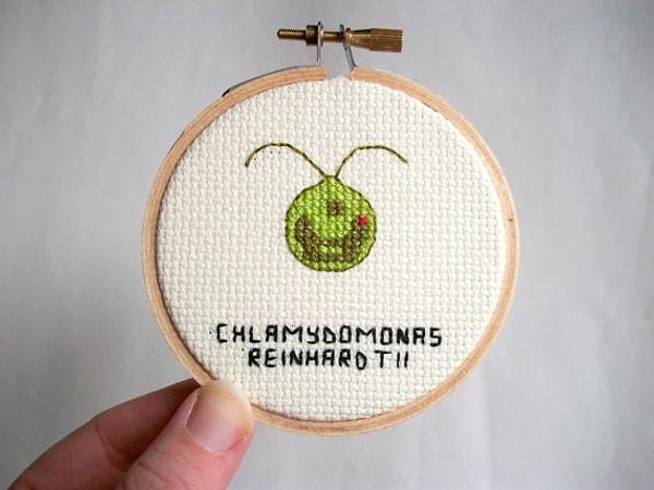 19. Chlamydomonas Reinhardtii - Yeşil alg